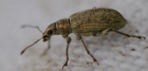 Réf. 352 684 : Polydrusus cervinus